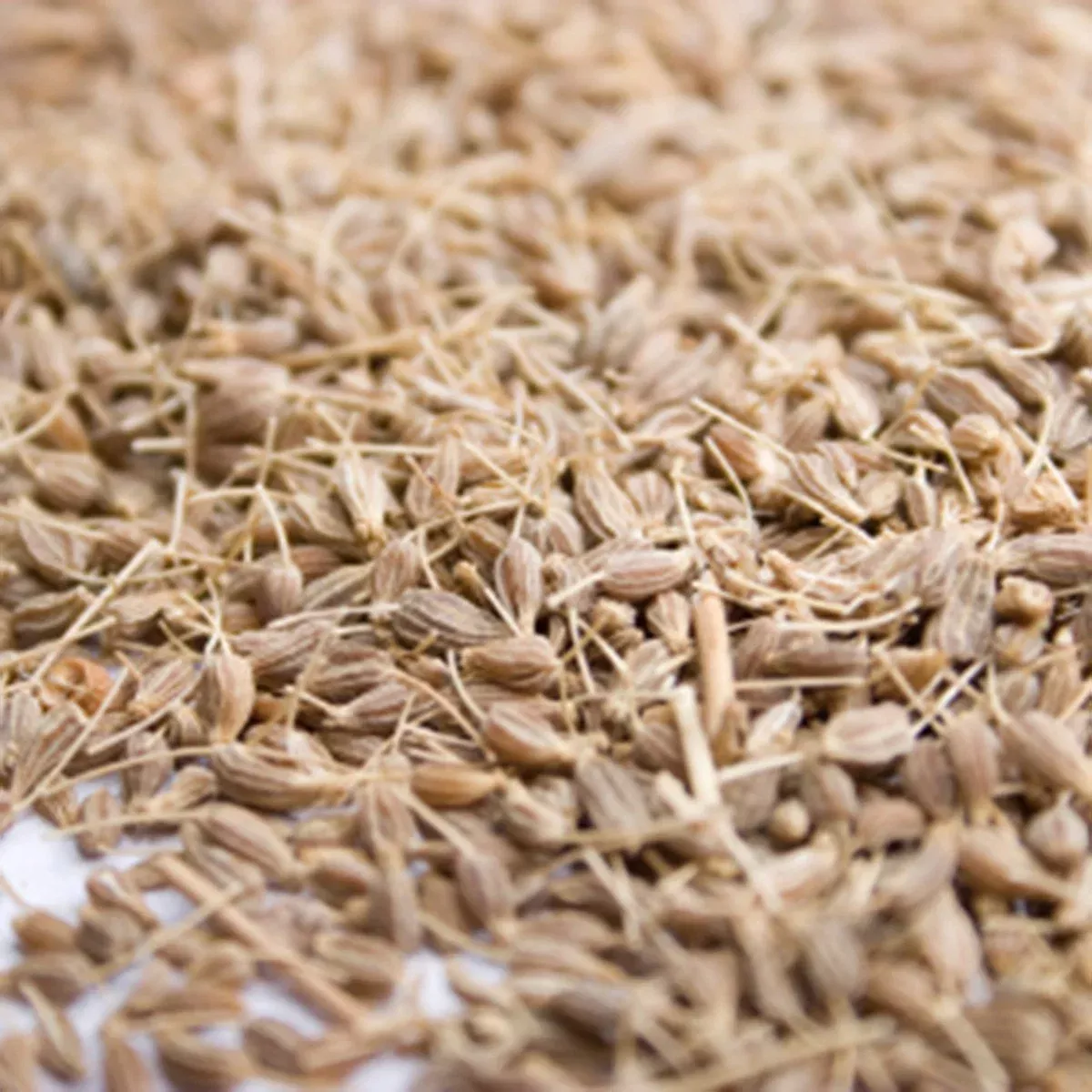 Anise Liqueur Concentrate
