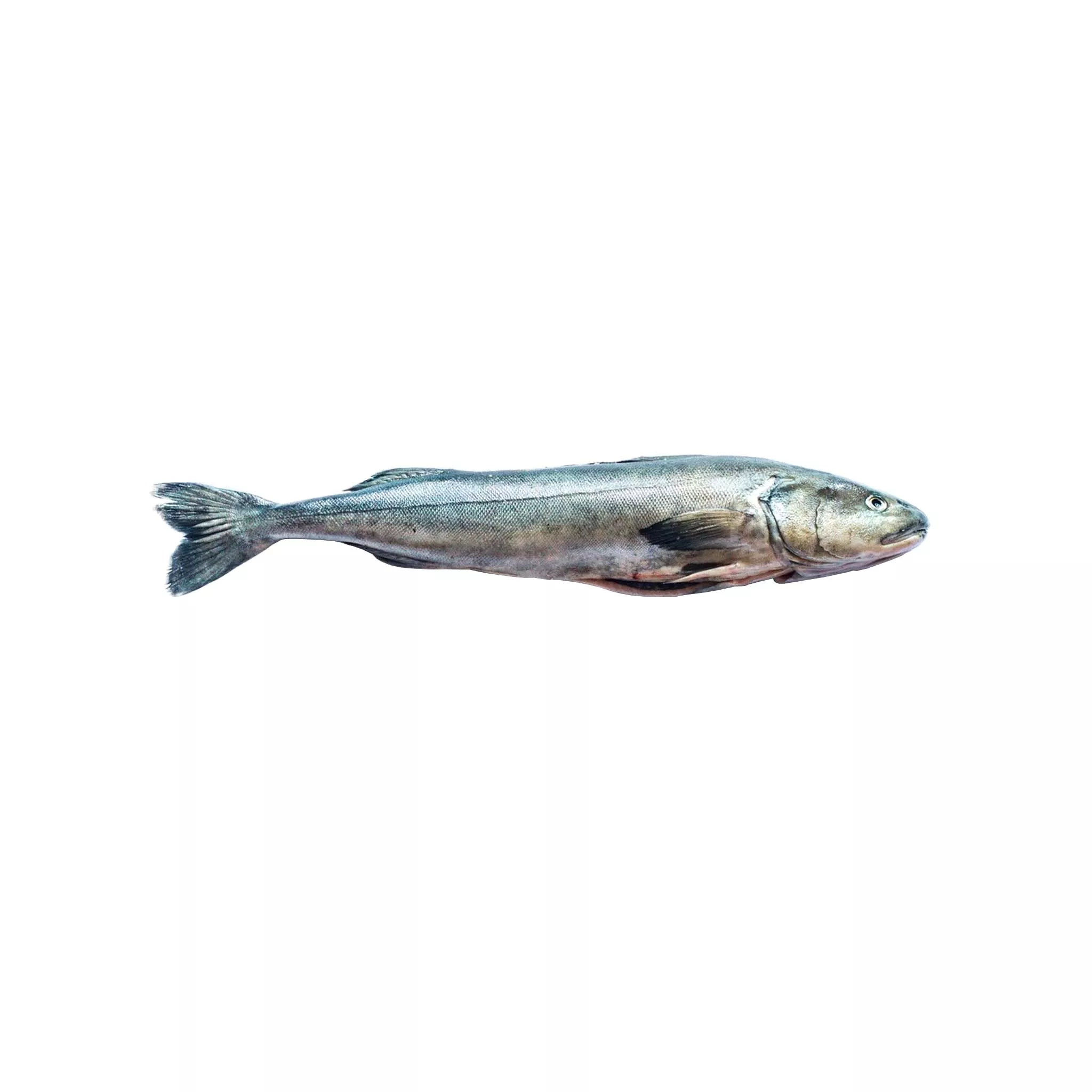 Black Cod (Whole)