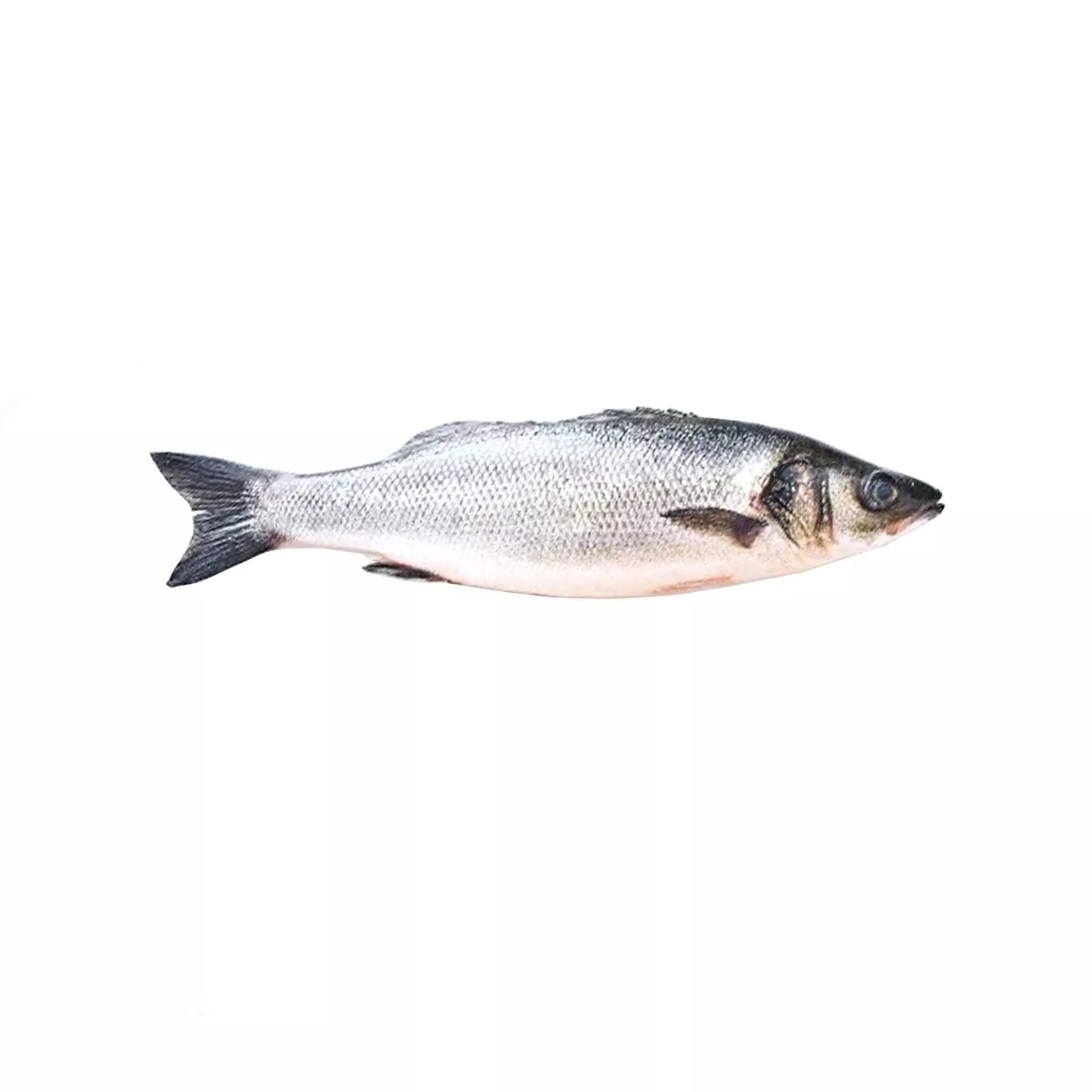 Branzino 1.75-2 lbs and Up (Whole)