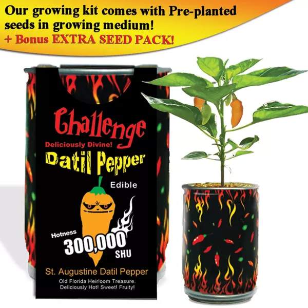 Datil Pepper Growing kit |Datil chili Pepper