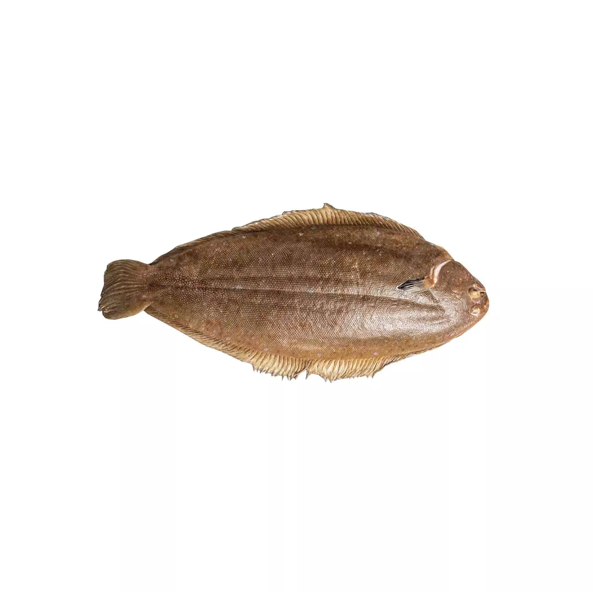 Dover Sole (Whole)