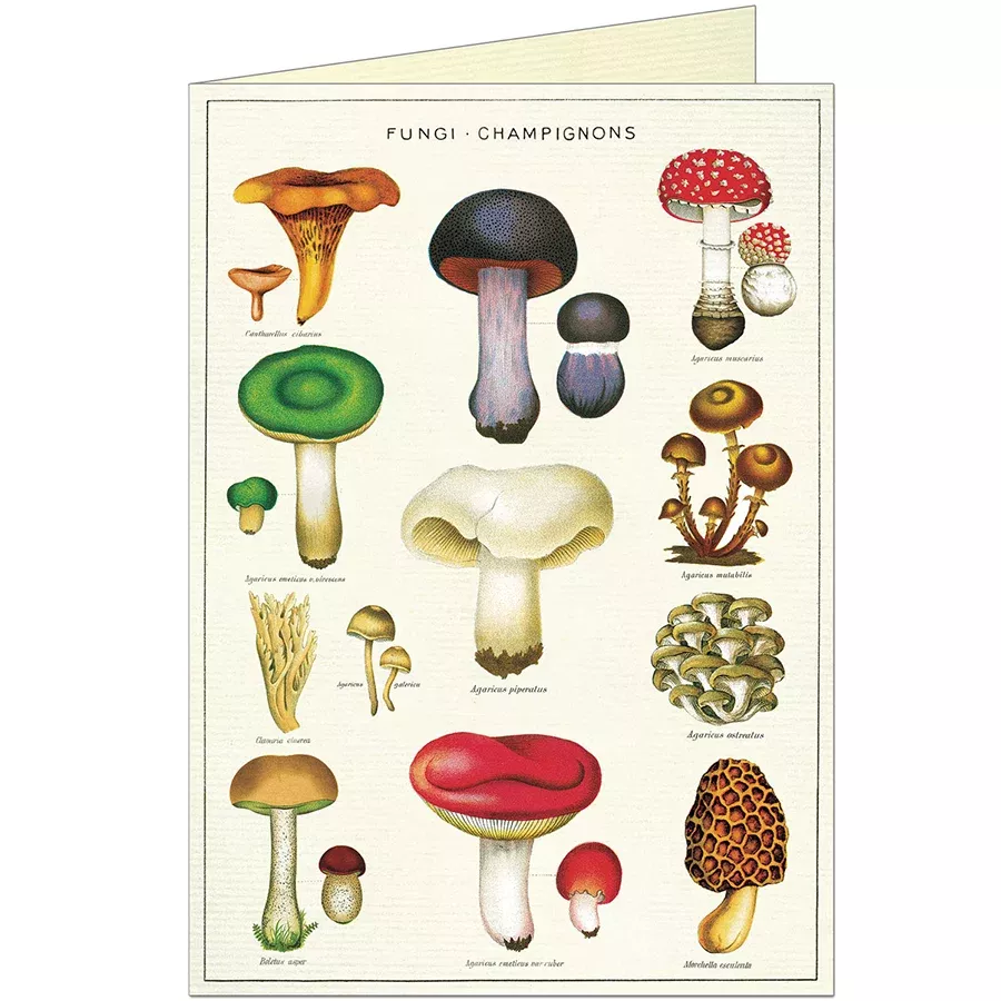 Fungi Champignons Card