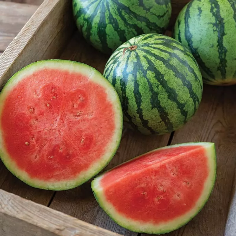 “Kalahari” Seedless Watermelon