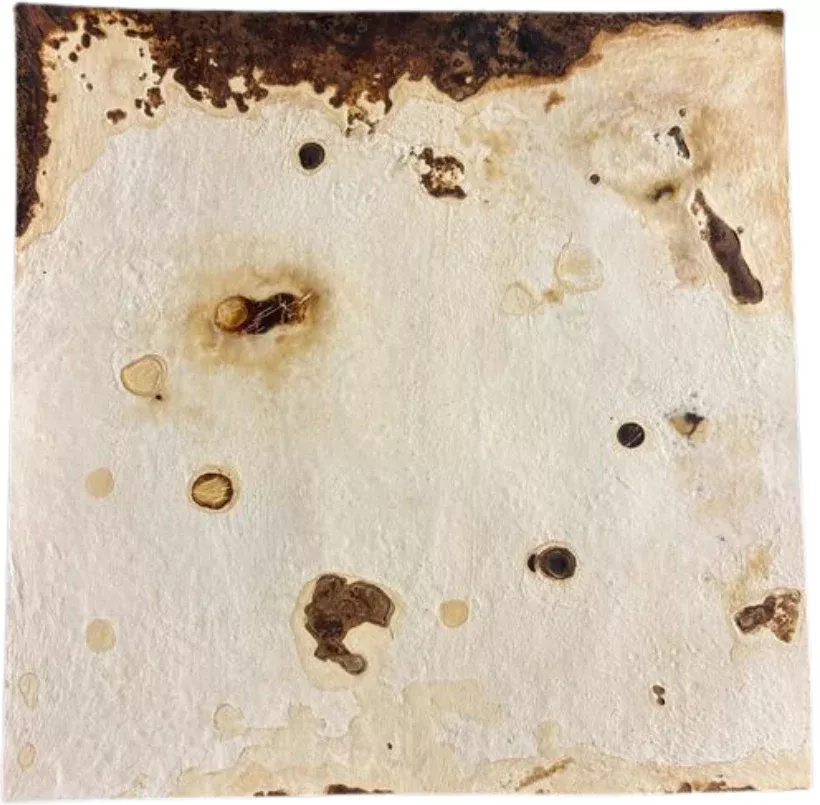 Myco-Texture: Mushroom Leather
