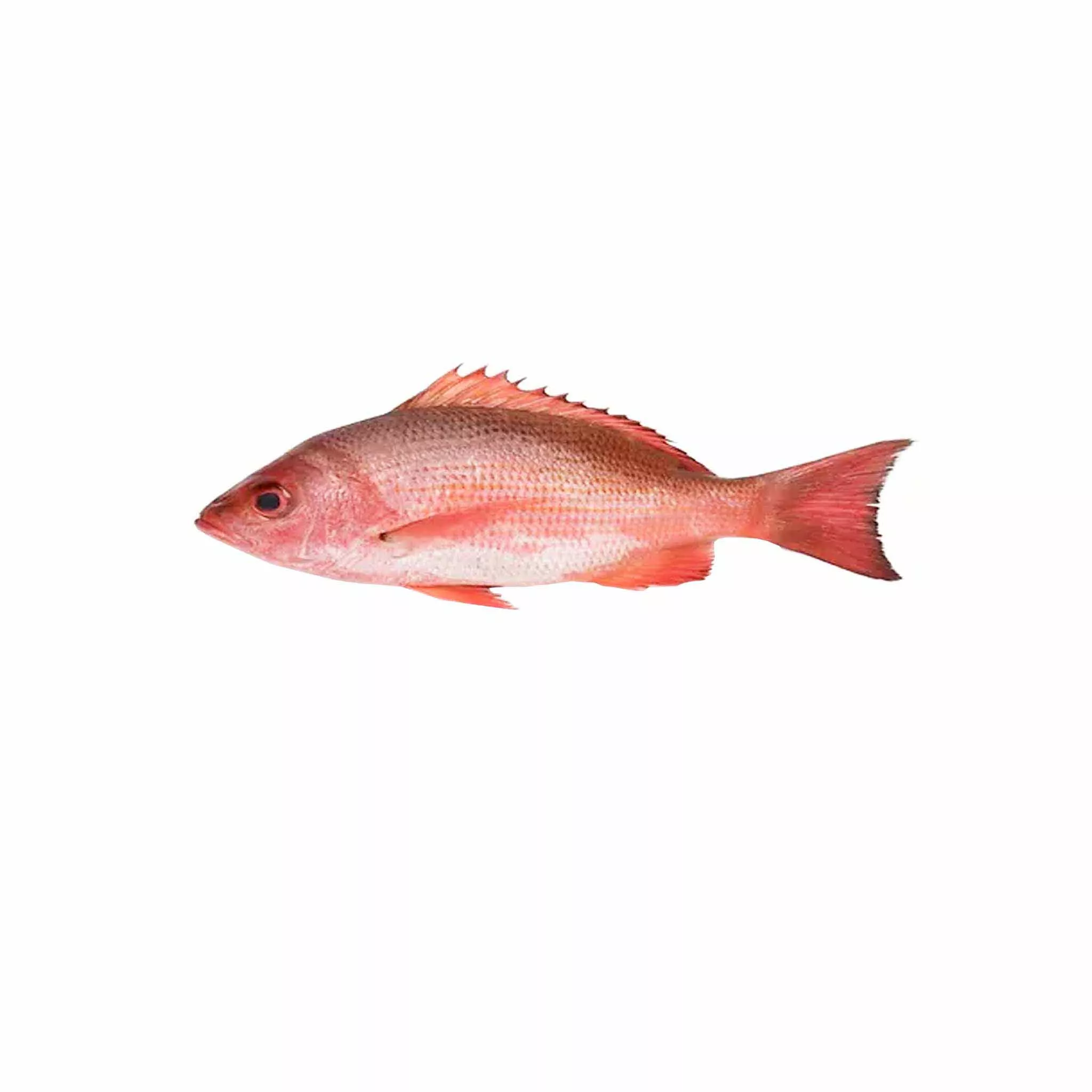 Red Snapper, Huachinango (Whole)