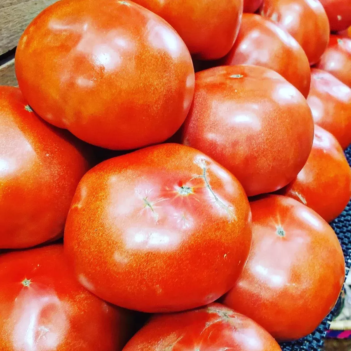 Red Tomatoes