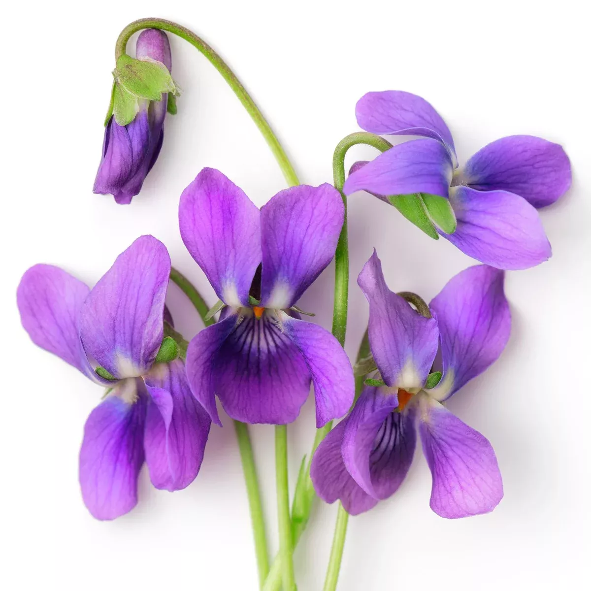 Violet Extract Oil Soluble