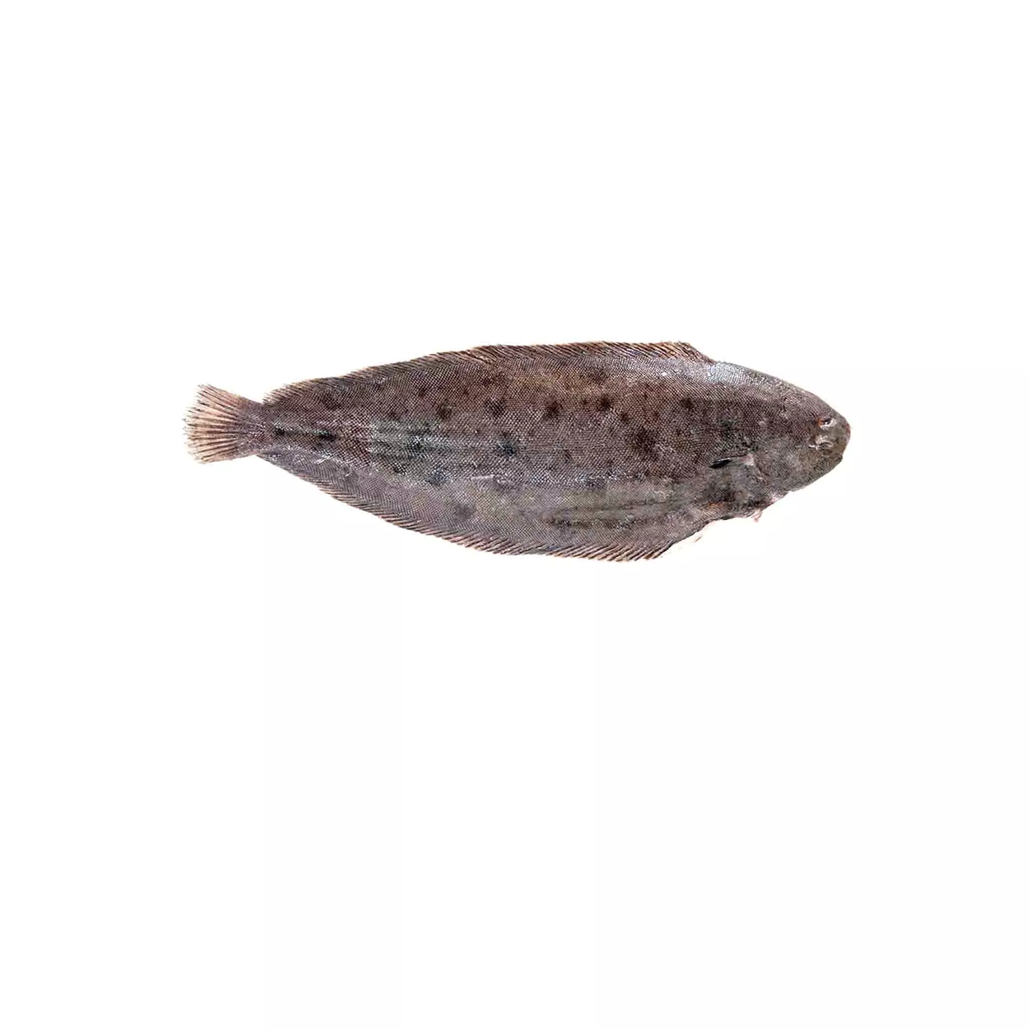 Wild Dover Sole Premium (Whole)