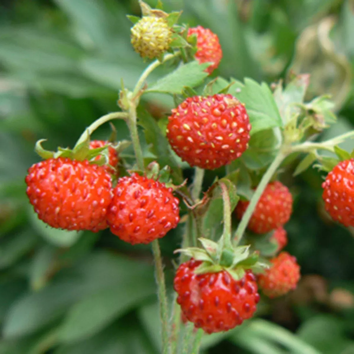 Wild Strawberry Liqueur Flambe